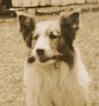 PHOTO: Ring, the farm&nbsp;dog